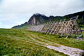Le isole Lofoten Norvegia. Merluzzi a seccare nei pressi del porto di Bleik, a Sud di Andenes (Andoya).